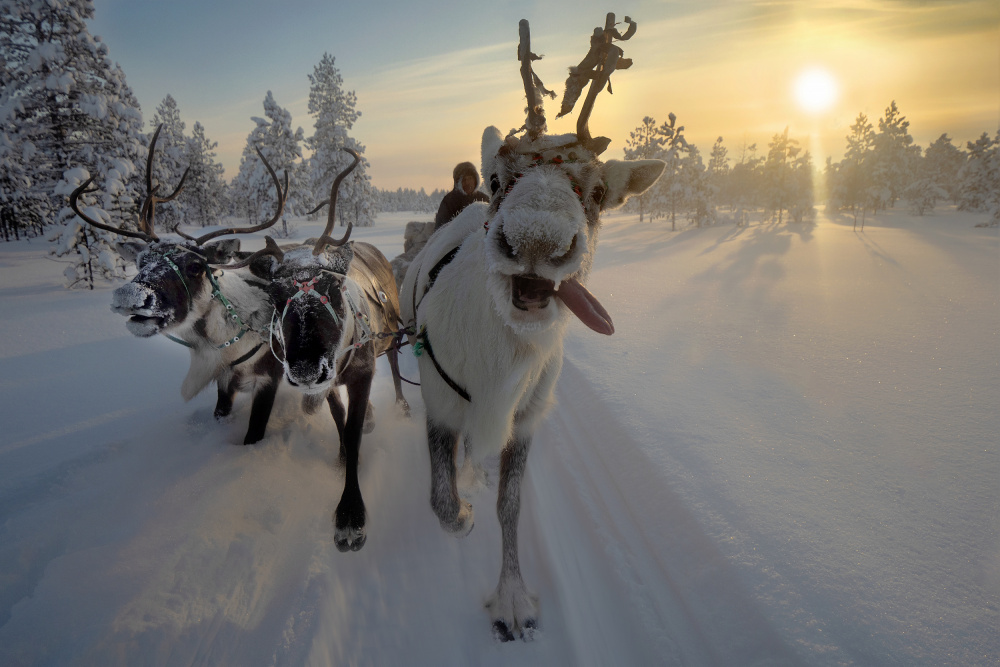 Frozen ride in tundra von Marcel Rebro