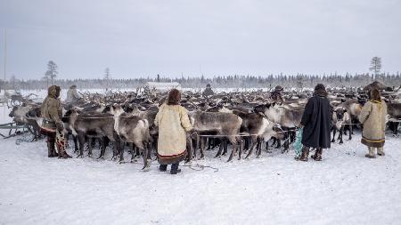 Herd in the corral