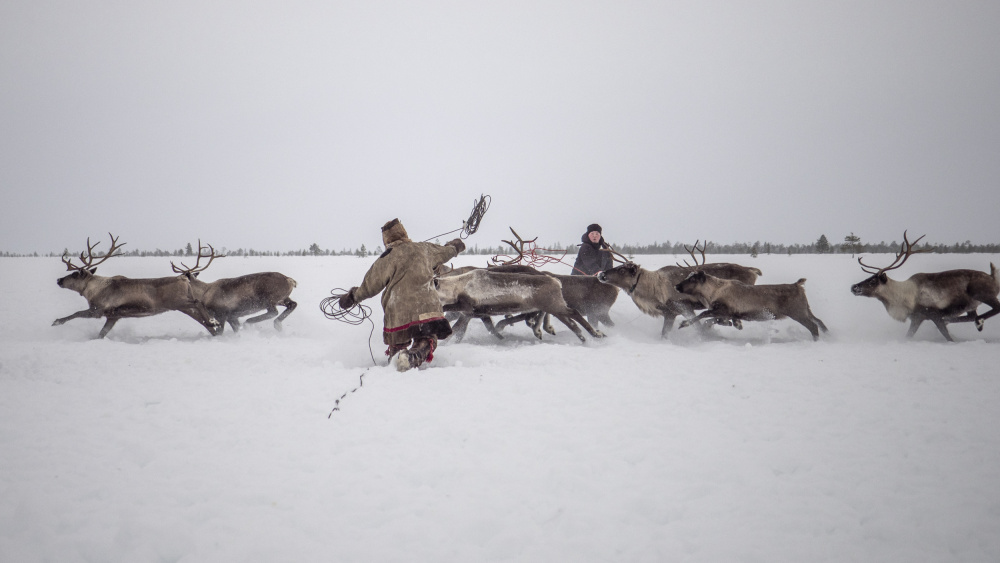 Jigori hunts reindeer I von Marcel Rebro