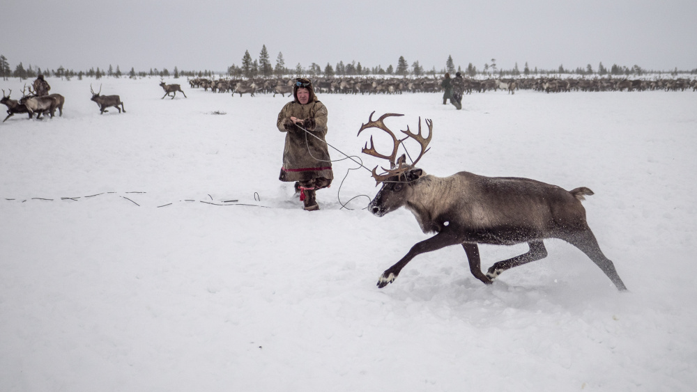 Jigori hunts reindeer II von Marcel Rebro