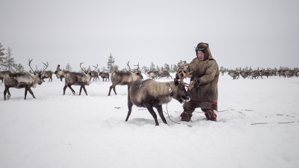 Jigori hunts reindeer III von Marcel Rebro