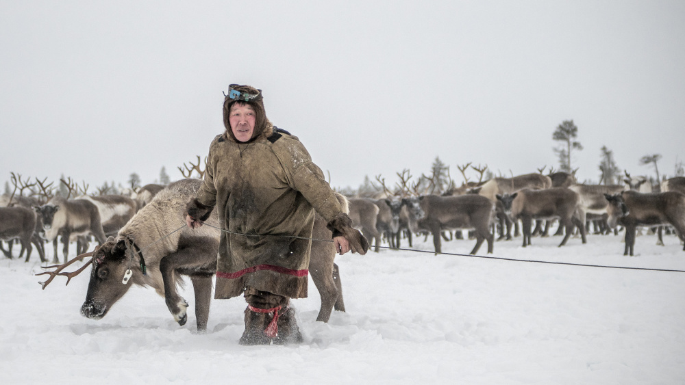 Jigorij leads the captured reindeer von Marcel Rebro