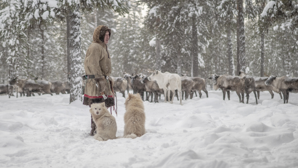 Jigorij, dogs and the herd von Marcel Rebro