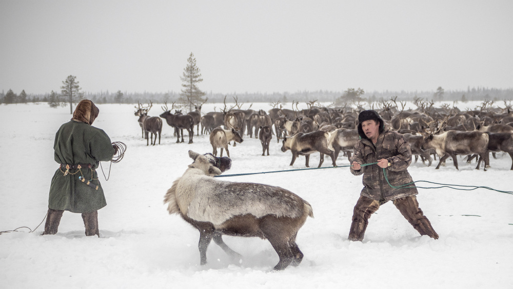 Kolya catches reindeer von Marcel Rebro