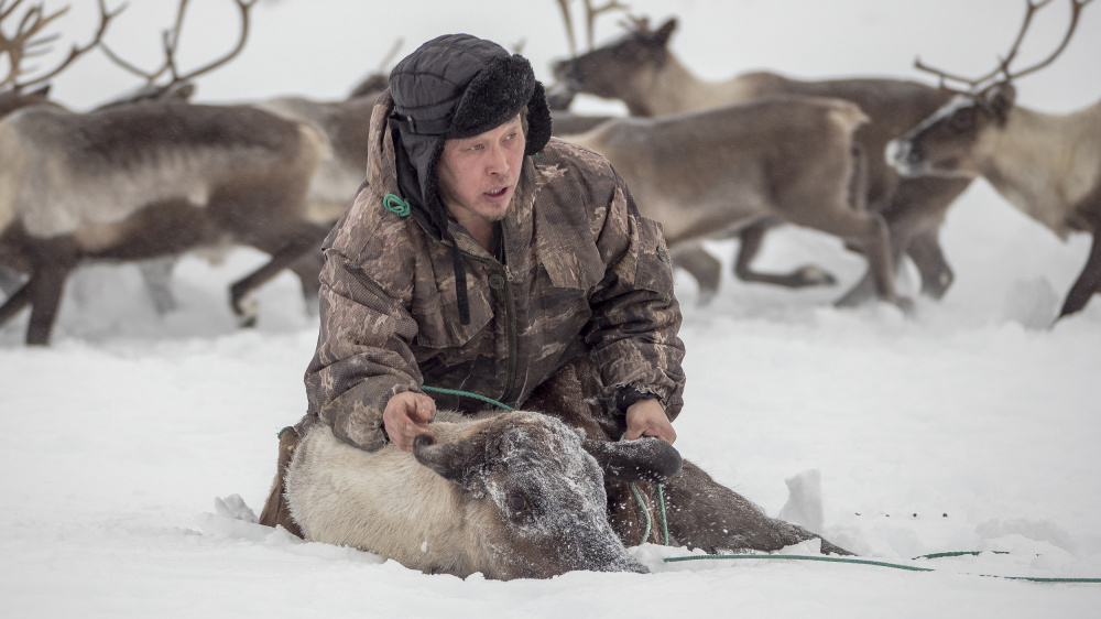 Kolya catches reindeer von Marcel Rebro