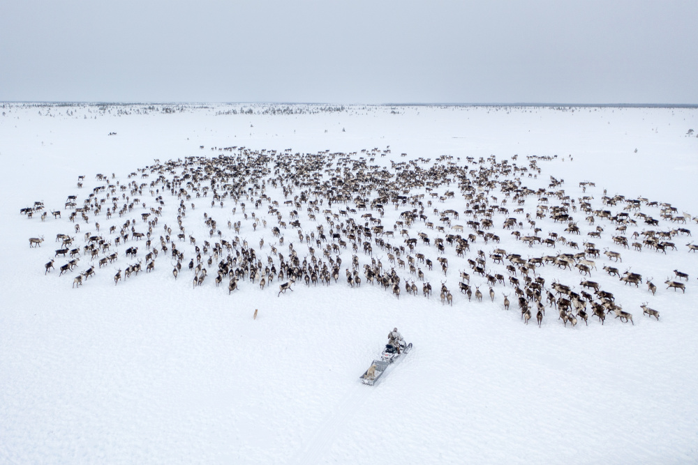 Kostya gathers the herd von Marcel Rebro