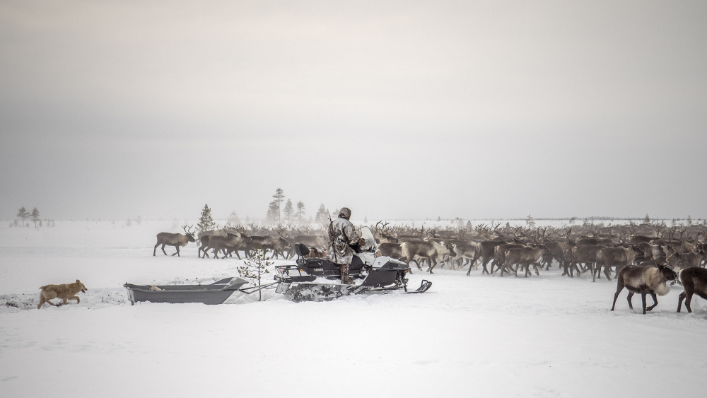 Kostya drives herd of reindeer von Marcel Rebro