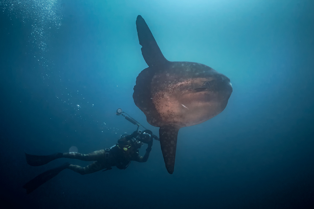 Mola Mola hunter von Marcel Rebro