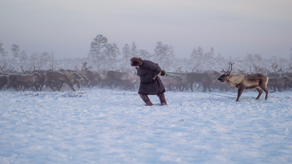 Nenet and reindeer II von Marcel Rebro