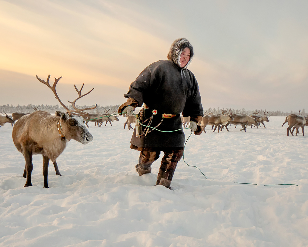 Nenet and reindeer von Marcel Rebro