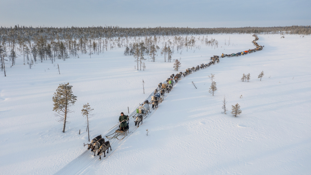 Nenets caravan on the move I von Marcel Rebro