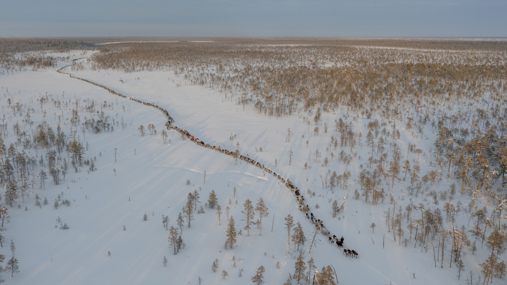 Nenets caravan on the move II von Marcel Rebro