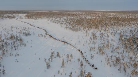 Nenets caravan on the move II