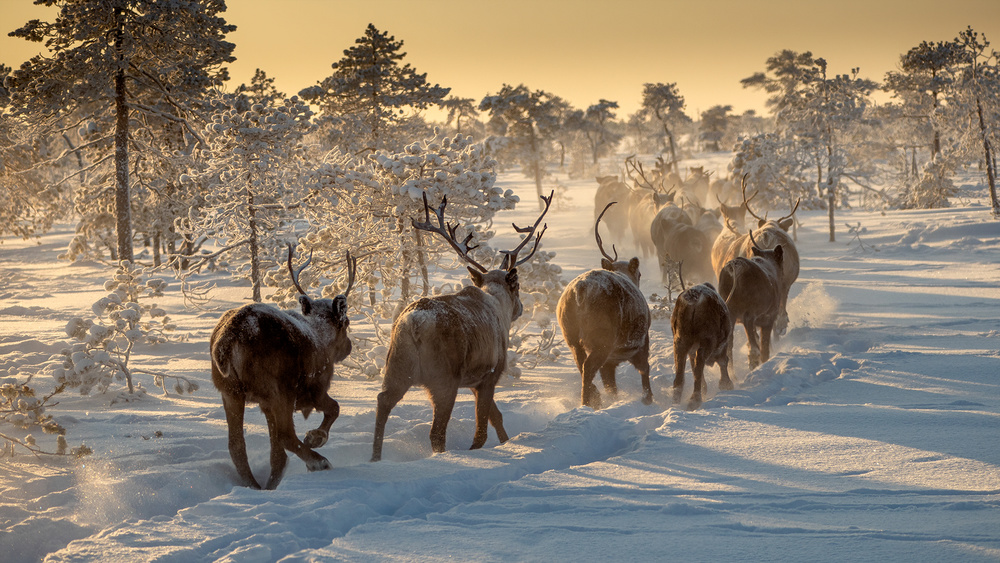 Reindeers hunting von Marcel Rebro