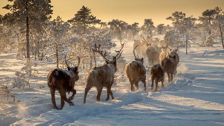 Reindeers hunting