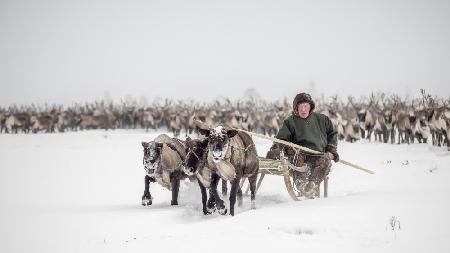 Semjon leads the herd