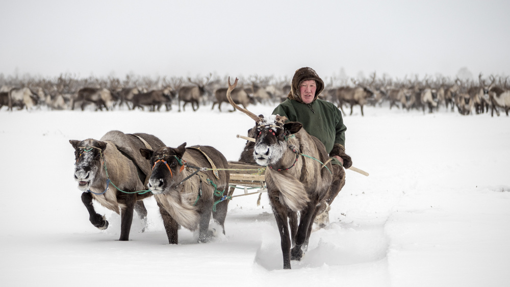 Semjon leads the herd von Marcel Rebro