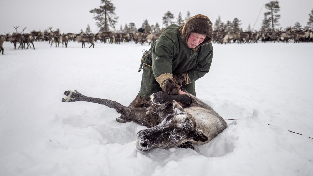 Semyon catches the reindeer von Marcel Rebro