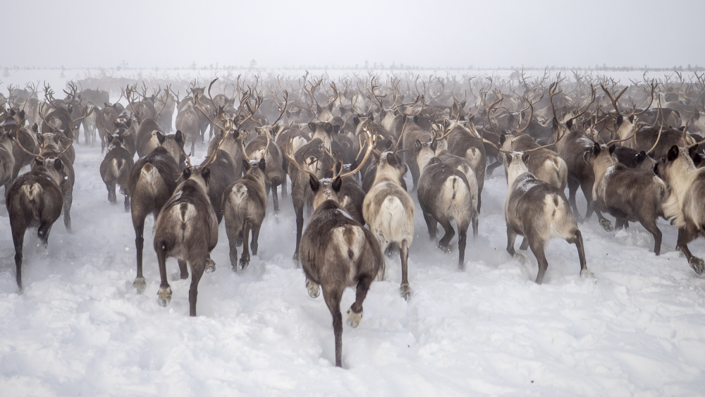 To be part of a the herd von Marcel Rebro