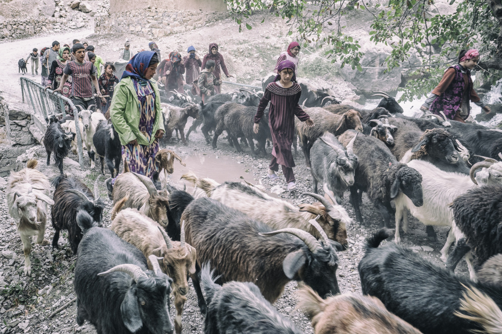 Livestock on the way from pastures von Marcel Rebro