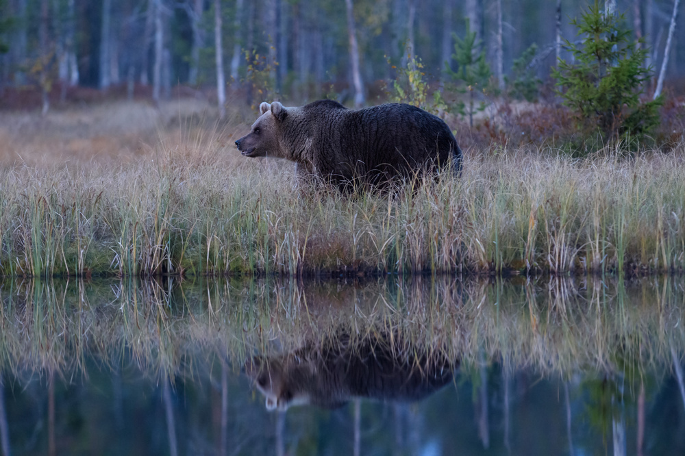 Brown Bear reflection von Marcel Špeta