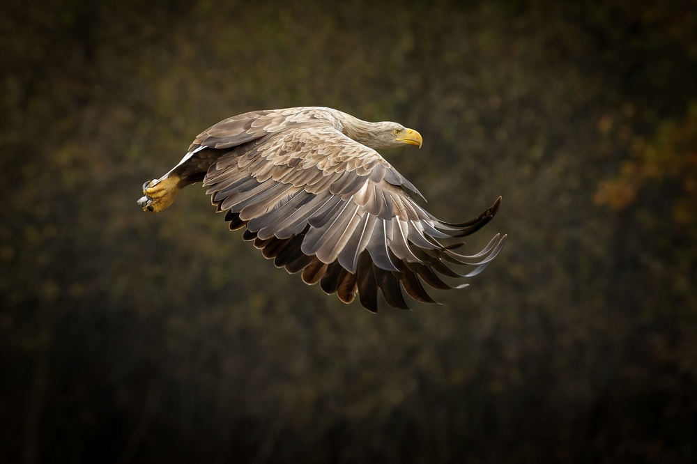 Gandalf eagle von Marcel Špeta