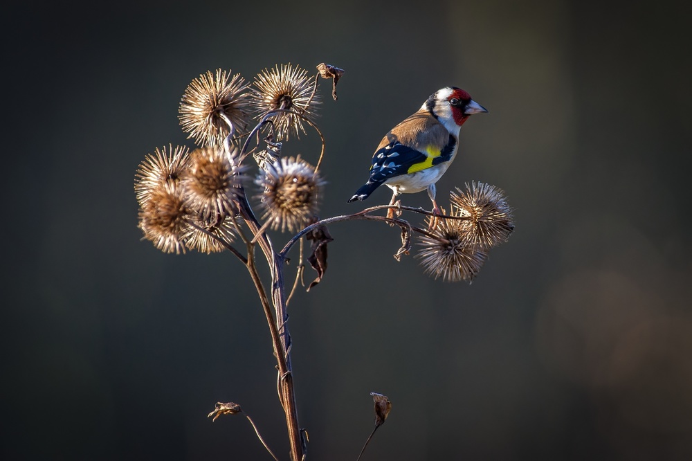 Goldfinch von Marcel Špeta