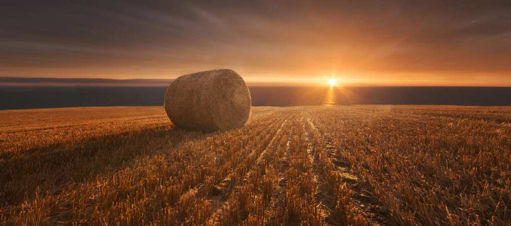 Gold Harvest von Marcin Krakowski