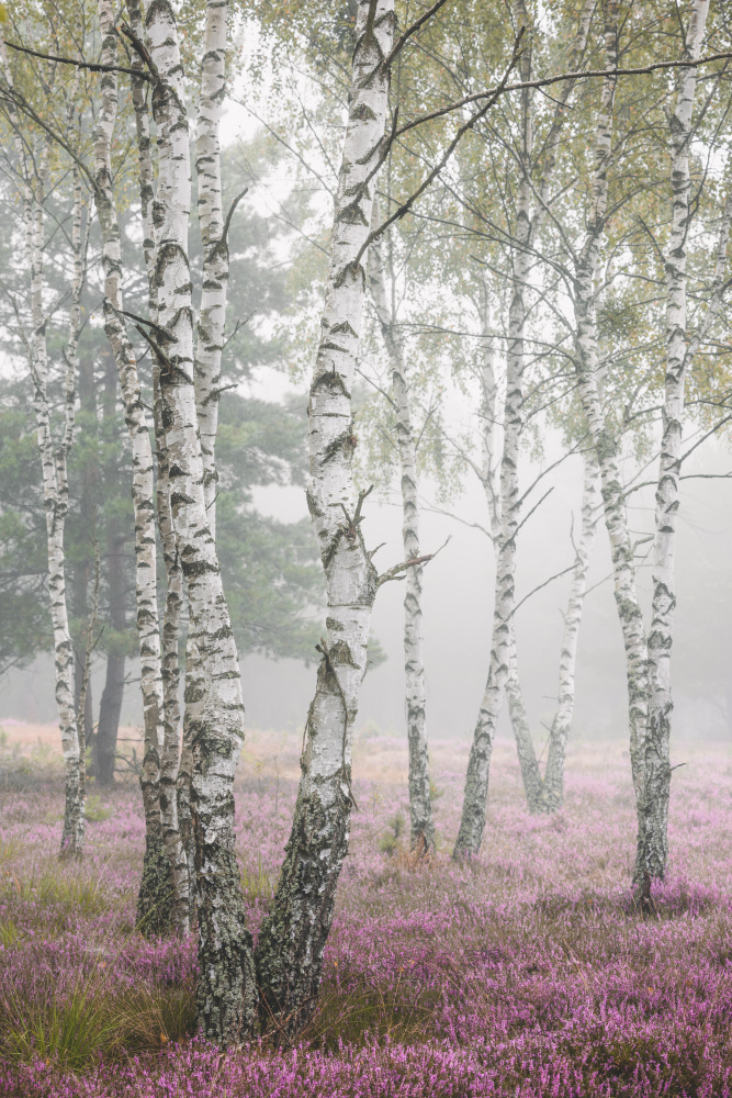 Birches in the mist von Marcin Pietraszko