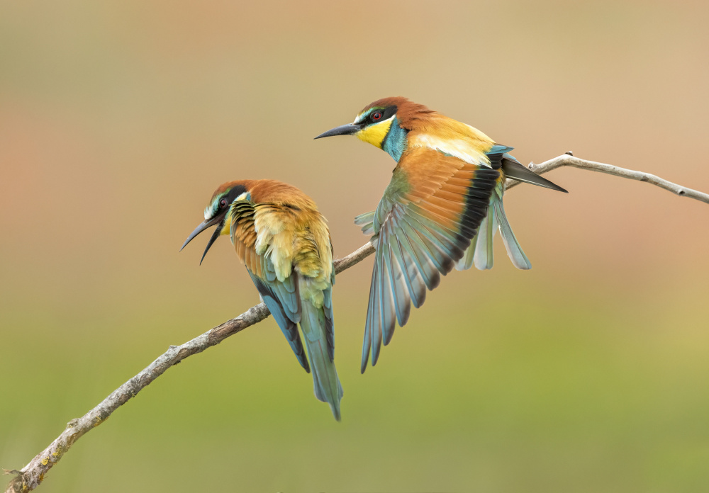 bee eater von Marco Barisone