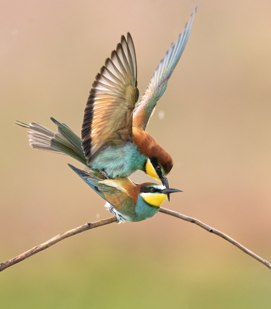 Bee eater love von Marco Barisone