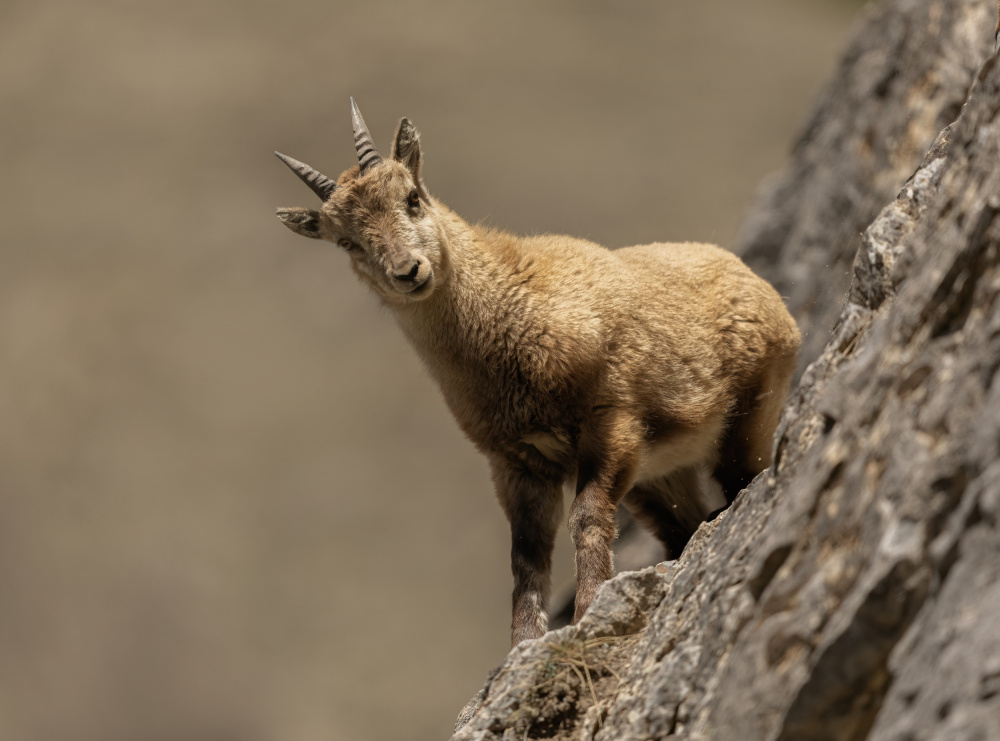 cucciolo curioso von Marco Barisone