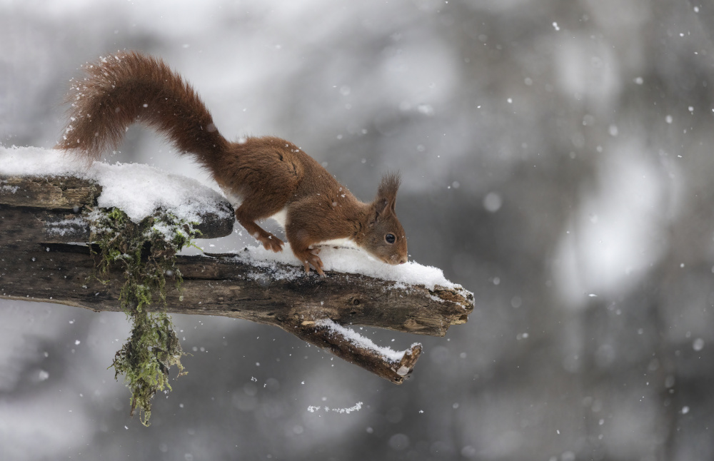 The Red squirrel von Marco Barisone