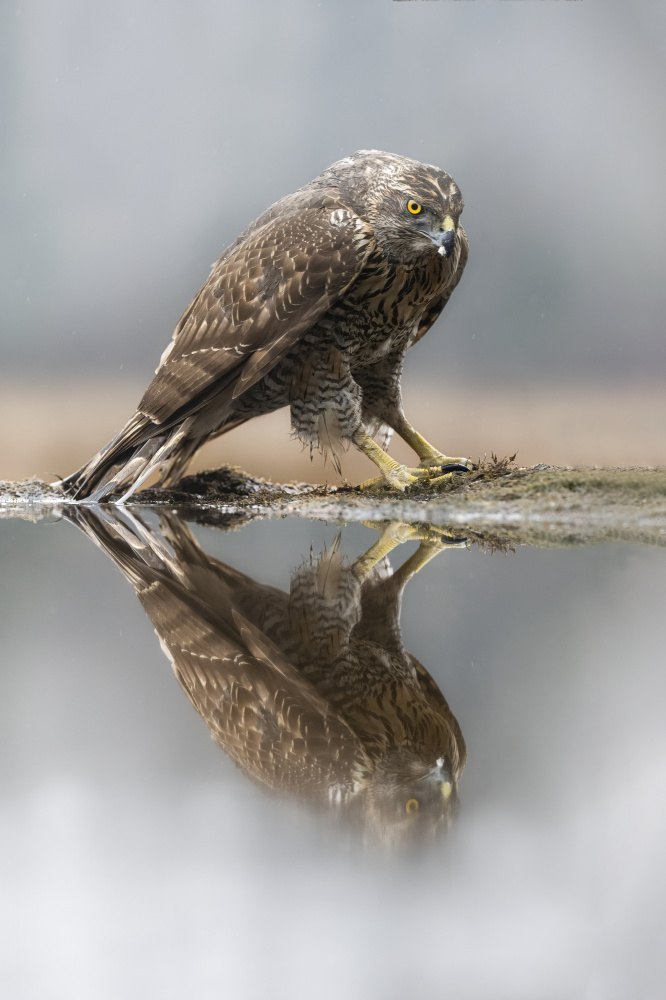 Goshawk von Marco Barisone