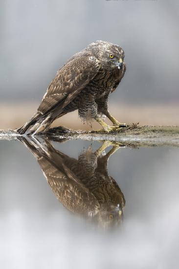 Goshawk