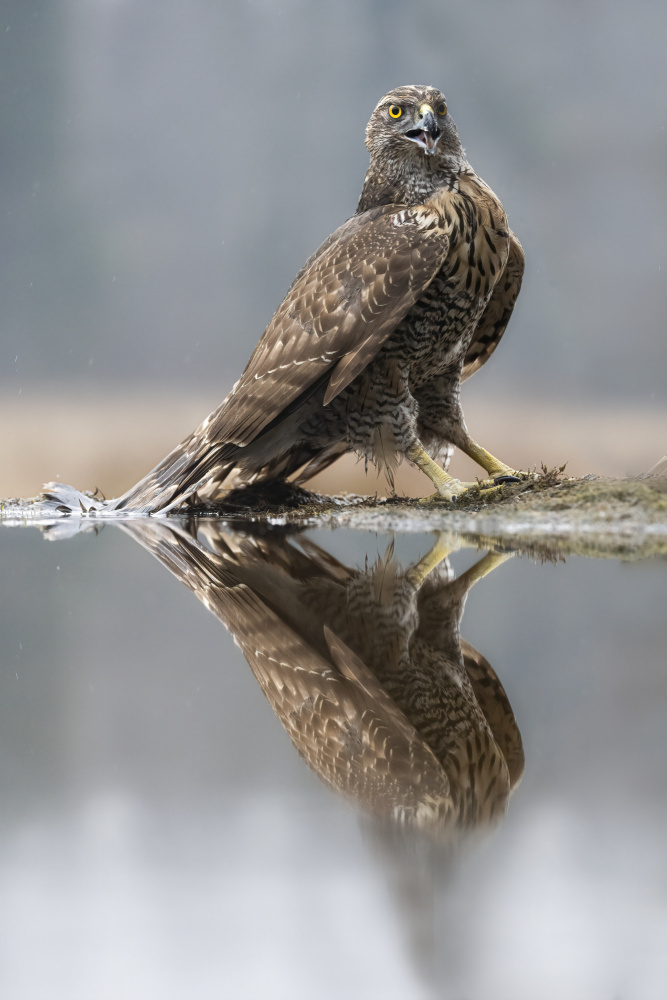 goshawk von Marco Barisone