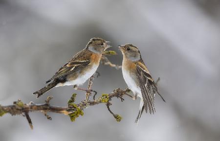 il Bacio