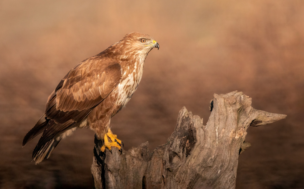 common Buzzard von Marco Barisone