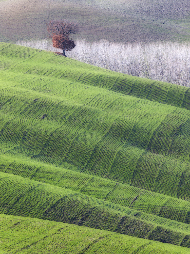 Red tree on green velvet von Marco Bizziocchi