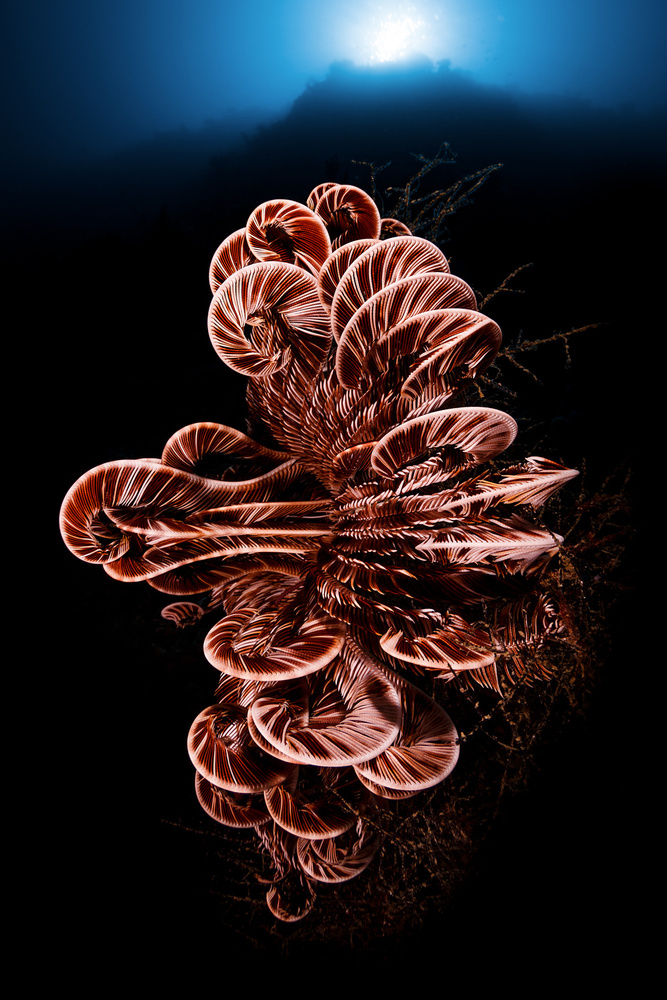 Crinoid von Marco Fierli