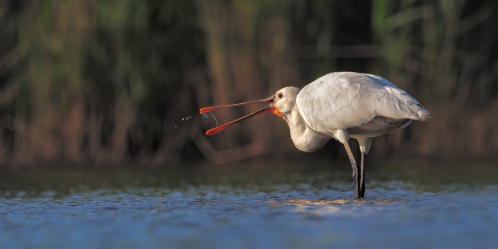 Fishing at sunset von Marco Gentili