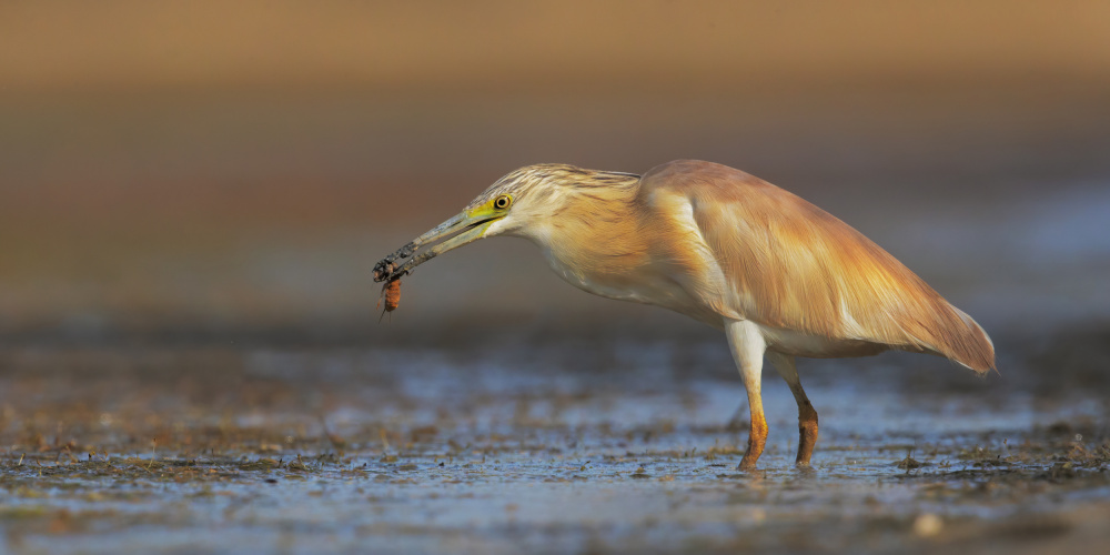 Fishing at sunset von Marco Gentili