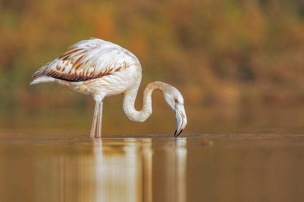 On the water von Marco Gentili