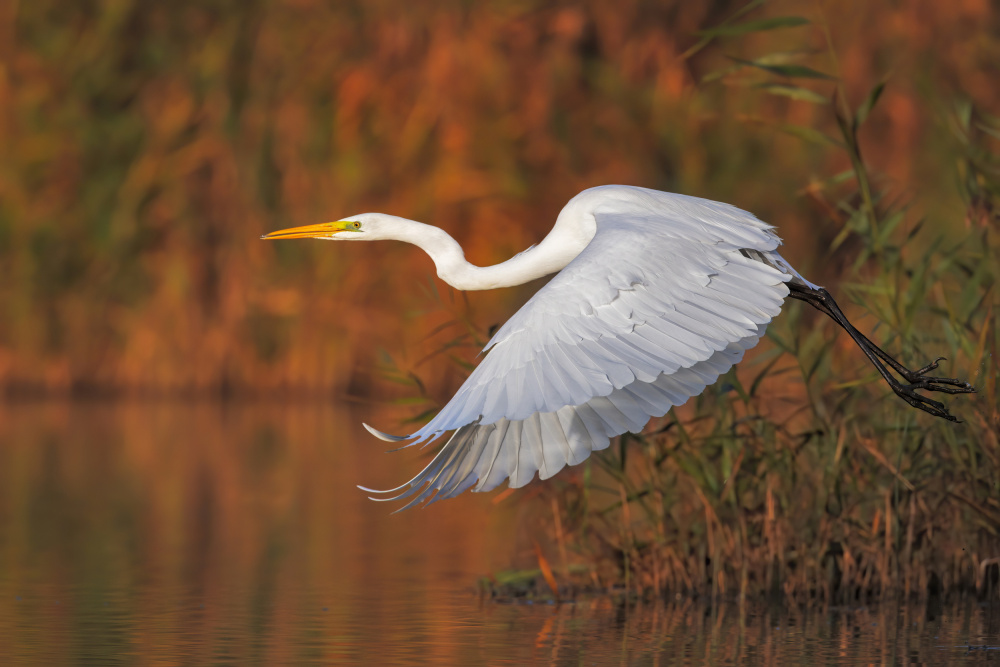 The take-off... von Marco Gentili