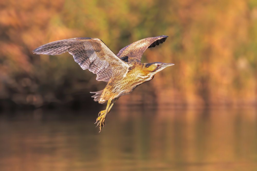 The flight of the angel von Marco Gentili