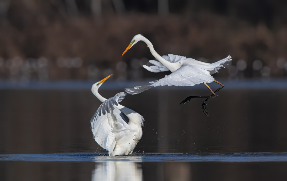 The battle... von Marco Gentili