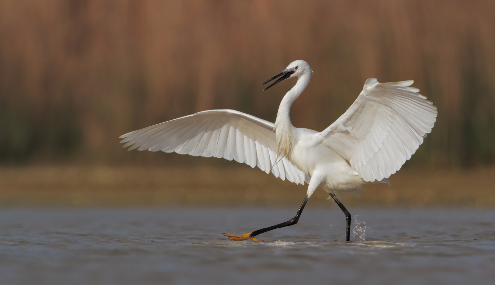 A perfect ballet dancer von Marco Gentili