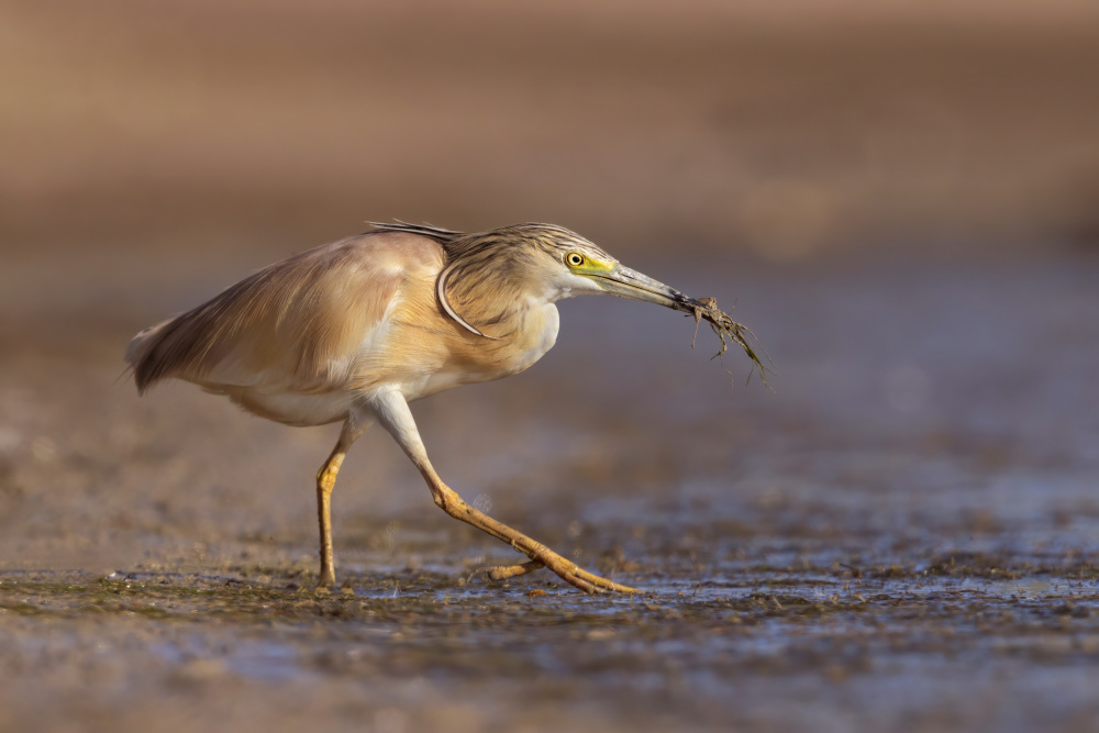 Tiptoe entry von Marco Gentili