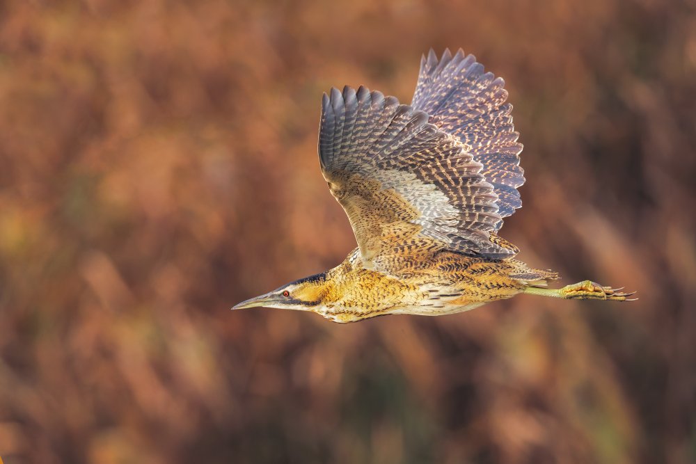 he flight of the bittern von Marco Gentili