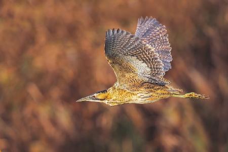 he flight of the bittern